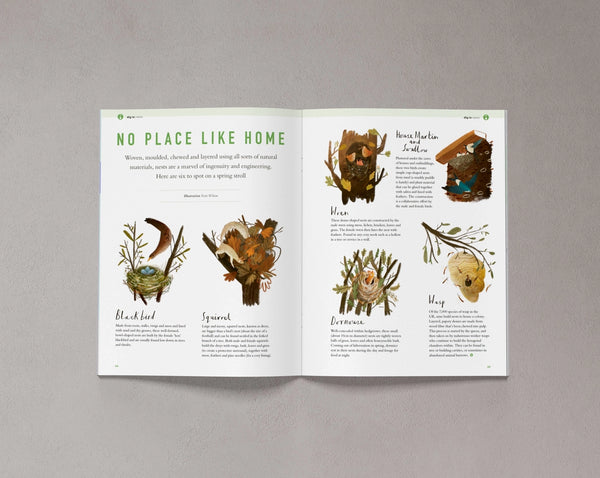 Open pages from Bloom Issue Eleven featuring illustrated bird nests and natural habitats