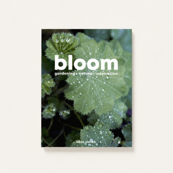 Bloom Issue Eleven gardening and nature magazine with dewy green leaves
