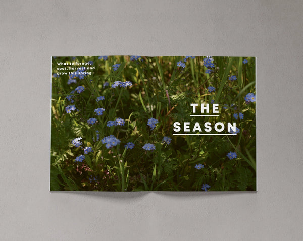 Open page from Bloom Issue Eleven featuring spring wildflowers and seasonal foraging