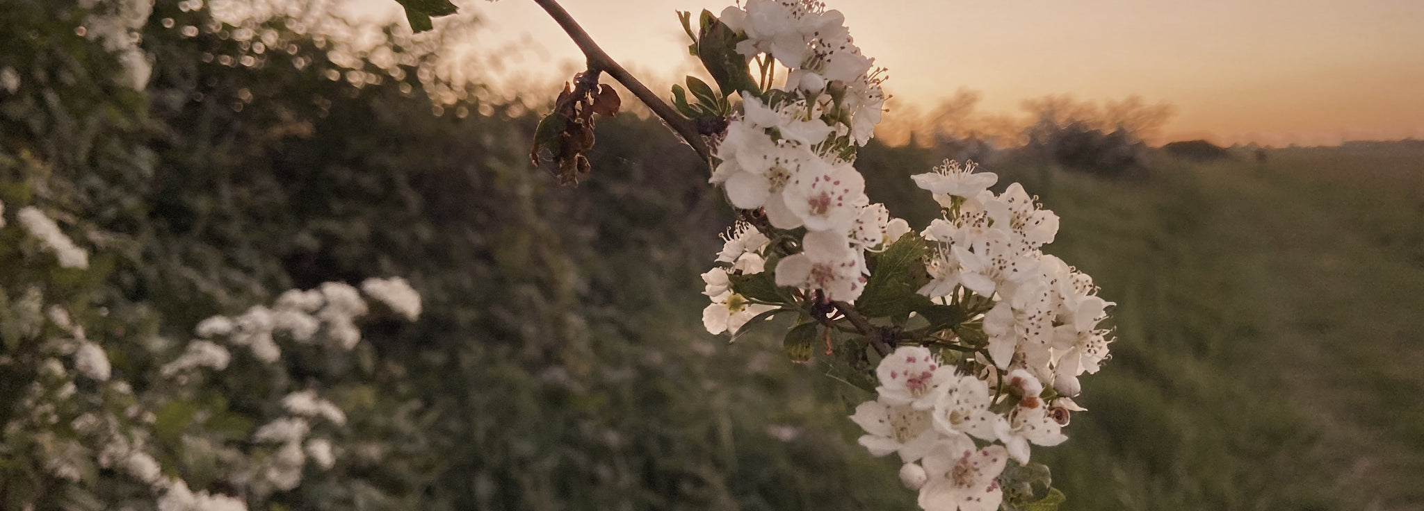 Hawthorn Blossoms on the South Downs