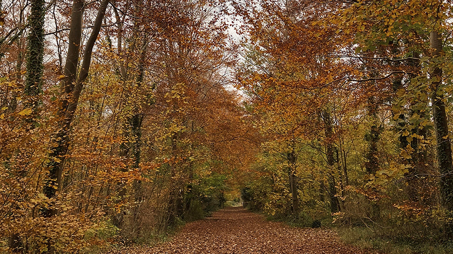 autumn leaves and trees in woodland