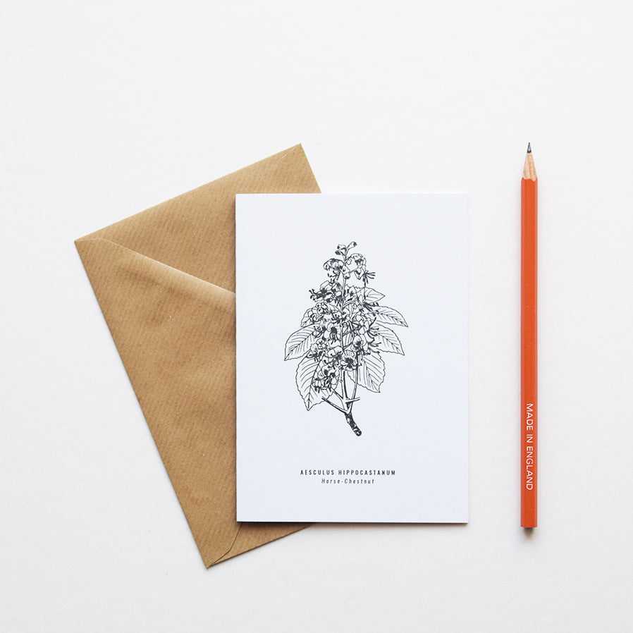 Greeting cards inspired by Victorian botanical illustrations and vintage apothecary style | This beautiful Horse Chestnut drawing is one of a set of eight greeting card designs by Alfie's Studio stationery range. It is printed on a crisp white background and comes with a craft envelope.