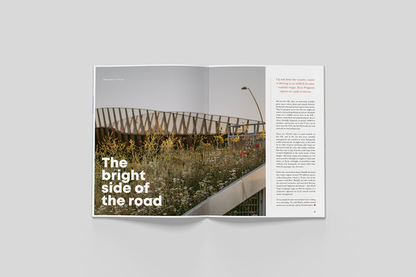 Open pages from Bloom Issue Seven featuring wildflowers growing beside a UK road