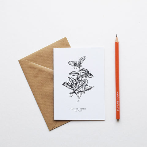 Greeting cards inspired by Victorian botanical illustrations and vintage apothecary style | This beautiful Tea Plant / Camellia Sinensis drawing is one of a set of eight greeting card designs by Alfie's Studio. It is printed on a crisp white background and comes with a craft envelope.