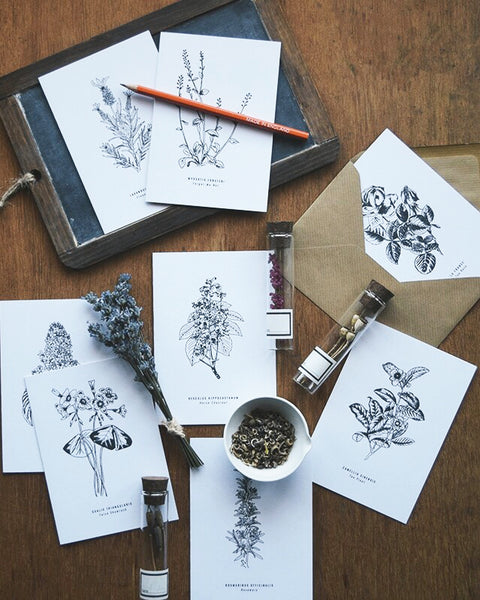 Greeting cards inspired by Victorian botanical illustrations and vintage apothecary style | This beautiful Tea Plant / Camellia Sinensis drawing is one of a set of eight greeting card designs by Alfie's Studio. It is printed on a crisp white background and comes with a craft envelope.