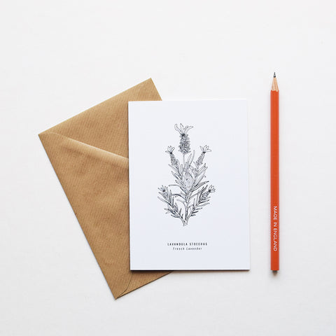 Greeting cards inspired by Victorian botanical illustrations and vintage apothecary style | This beautiful French Lavender / Lavandula Stoechas drawing is one of a set of eight greeting card designs by Alfie's Studio. It is printed on a crisp white background and comes with a craft envelope.
