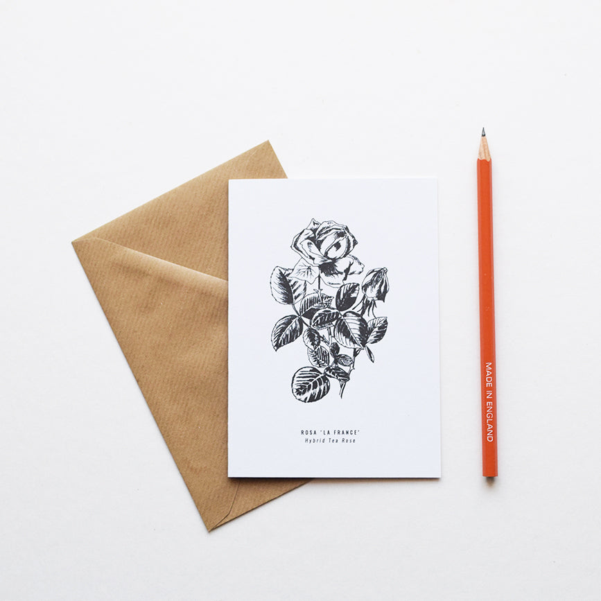Greeting cards inspired by Victorian botanical illustrations and vintage apothecary style | This beautiful Hybrid Tea Rose / Rosa 'La France' drawing is one of a set of eight greeting card designs by Alfie's Studio. It is printed on a crisp white background and comes with a craft envelope.