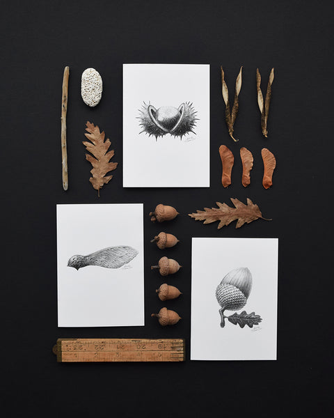 'Acorn' greeting card, designed and printed in the UK, features one of the original pencil drawings from the 'Technature' range by Malcolm Trollope Davis