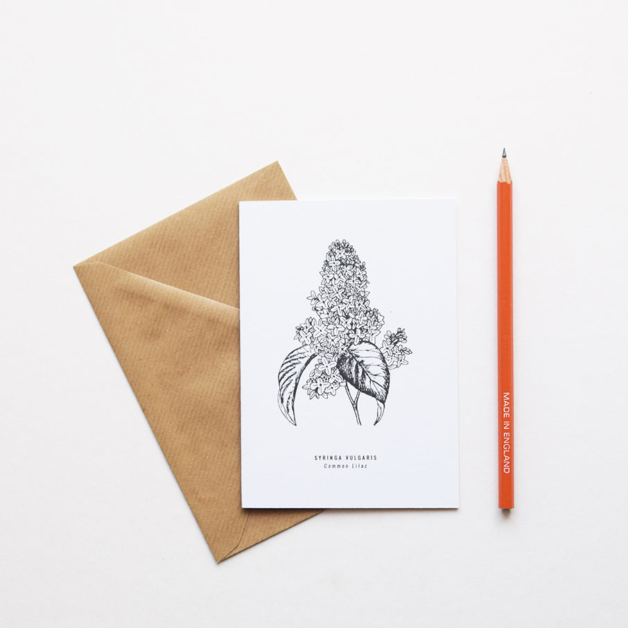 Greeting cards inspired by Victorian botanical illustrations and vintage apothecary style |  This beautiful Common Lilac / Syringa Vulgaris drawing is one of a set of eight greeting card designs by Alfie's Studio. It is printed on a crisp white background and comes with a craft envelope.